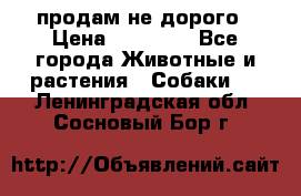 продам не дорого › Цена ­ 10 000 - Все города Животные и растения » Собаки   . Ленинградская обл.,Сосновый Бор г.